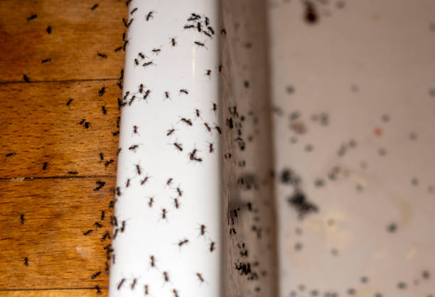 Best Best Pest Control Companies  in Britt, IA