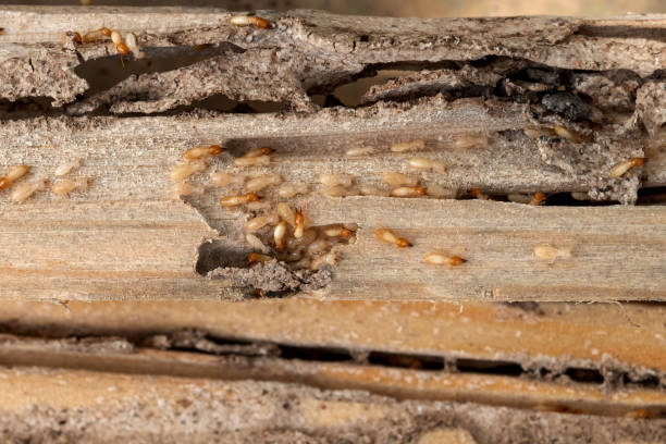 Best Exterminator Services  in Britt, IA